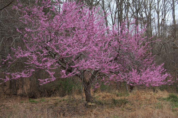 Канадски Cercis