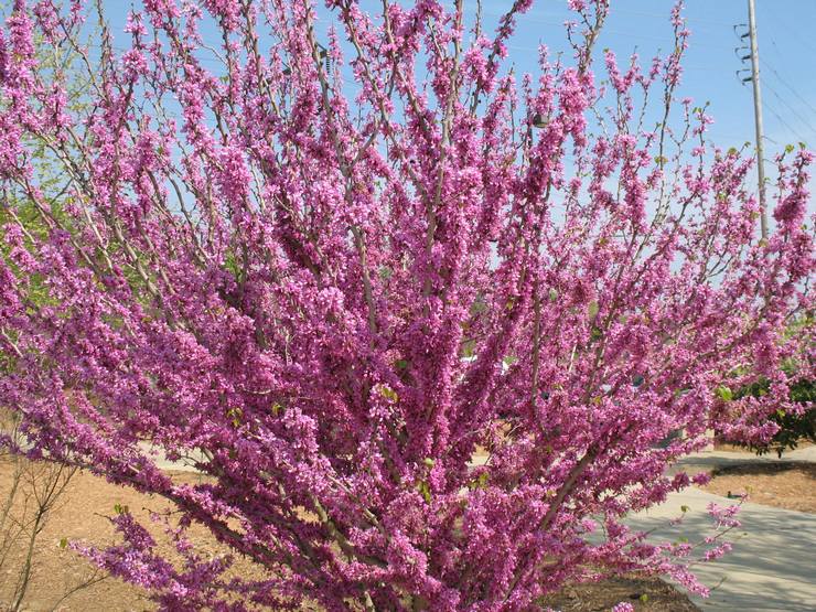 Cercis китайски