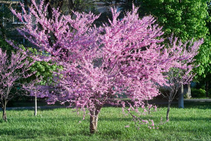 Растение Cercis