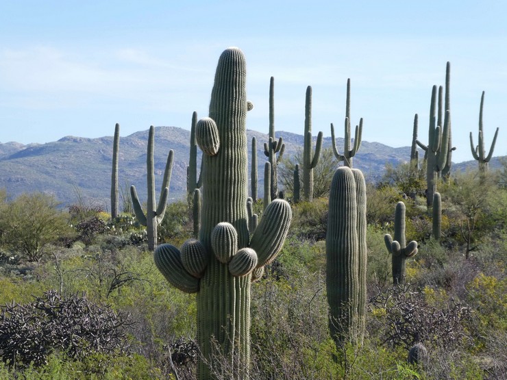 Cereus gigantische woestijnreus