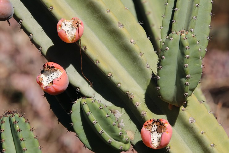 Cereus uruguayaan