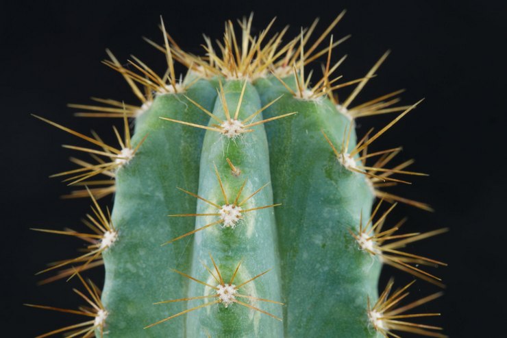 Cereus azuurblauw