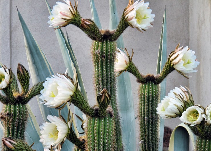 Bloeiende cereus