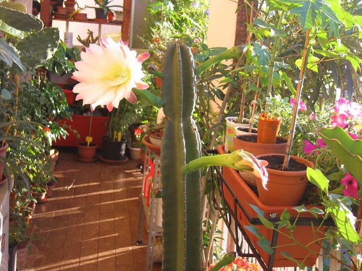 Cereus zorg thuis