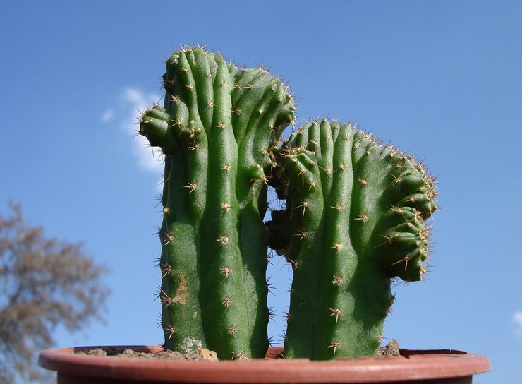 Cereus