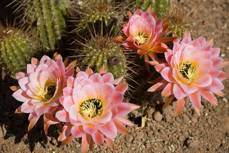 Cereus bodem