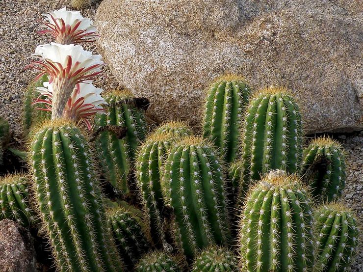 Reproductie van cereus