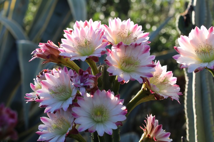 Cereus Peruviaans