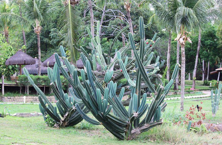 Cereus Yamakaru