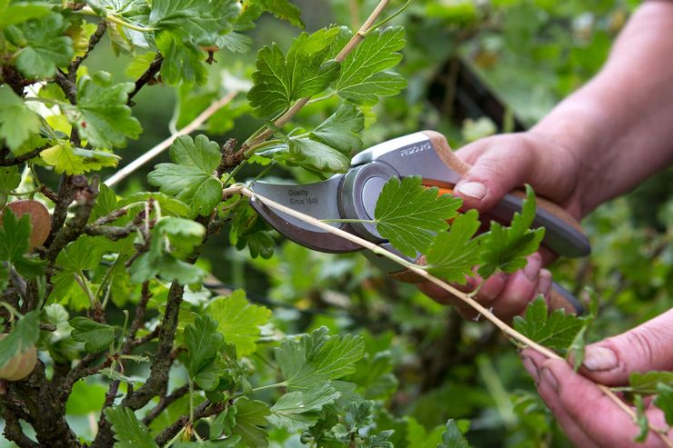 Black currant pruning