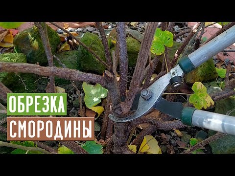CURRANT �� Correct pruning will increase the yield !!! / Garden guide