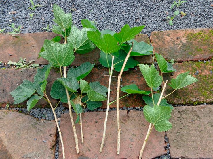 Black currant cuttings