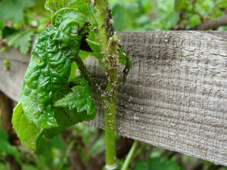 Black currant pests