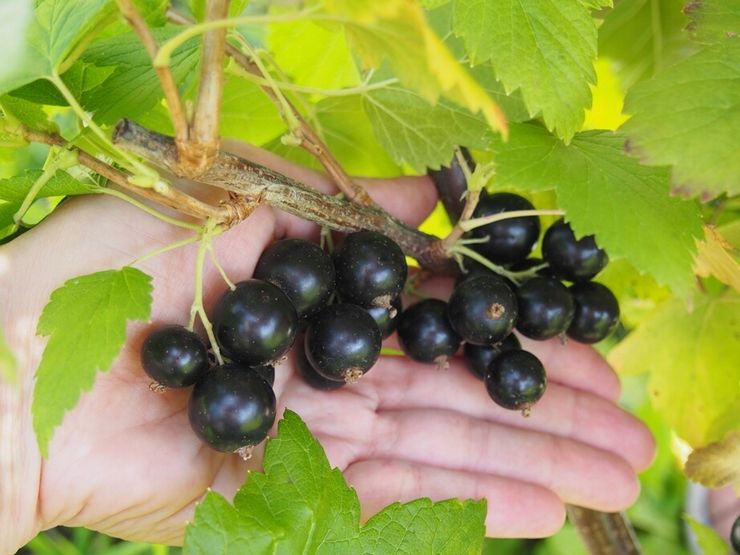Large-fruited varieties of black currant