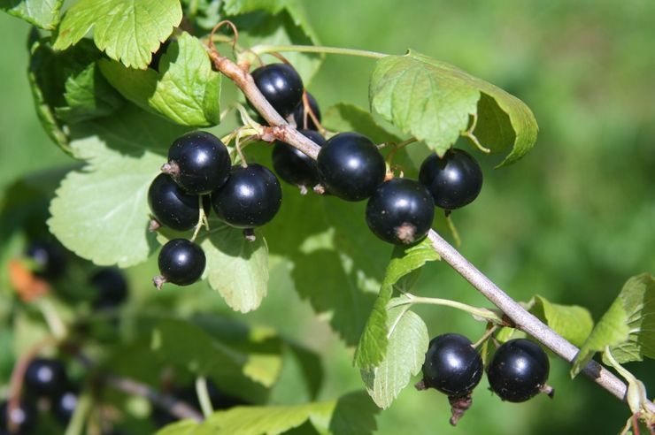 Sweet varieties of black currant