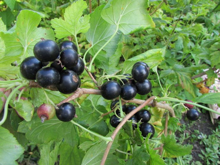 Early ripening varieties of black currant