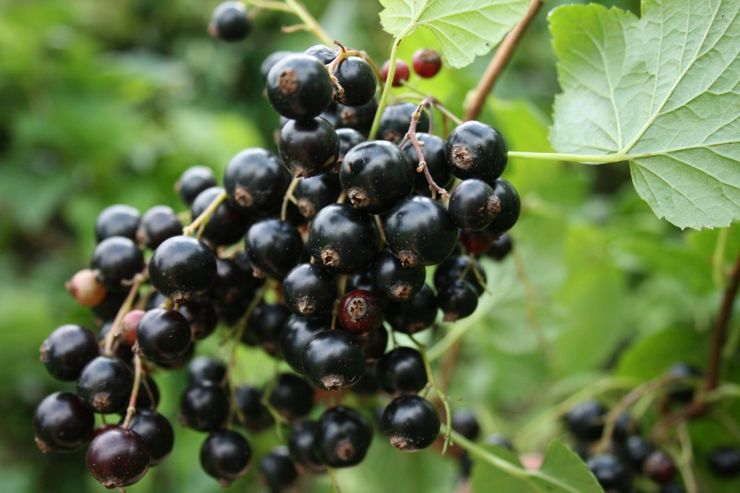 Late-ripening varieties of black currant