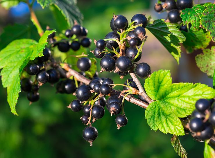 The best varieties of black currant