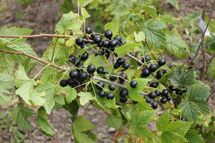 Black currant varieties for the Moscow region