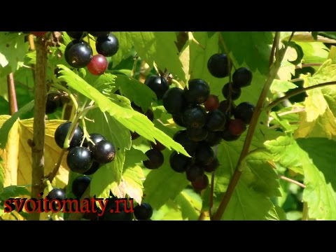 Black currant - useful properties