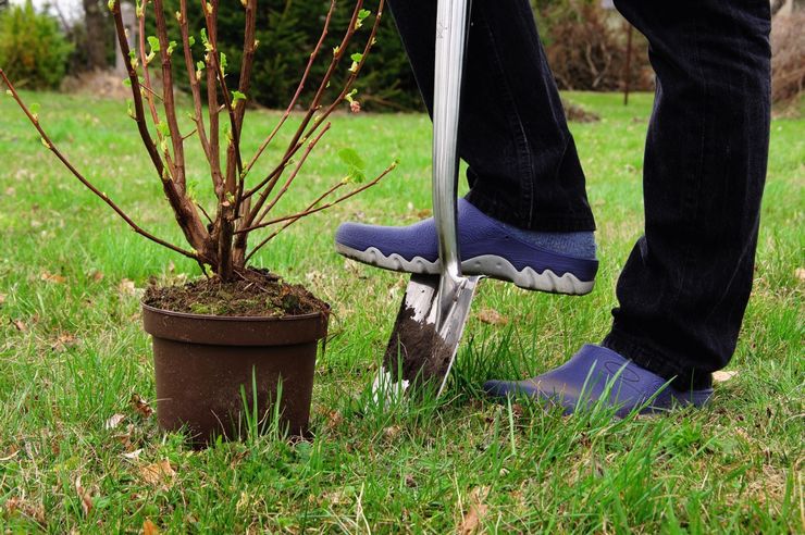 Planting black currant