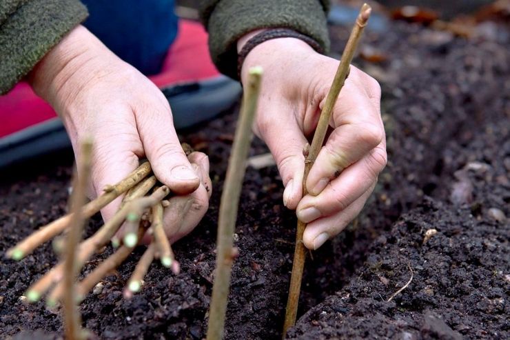 Spring planting of black currant