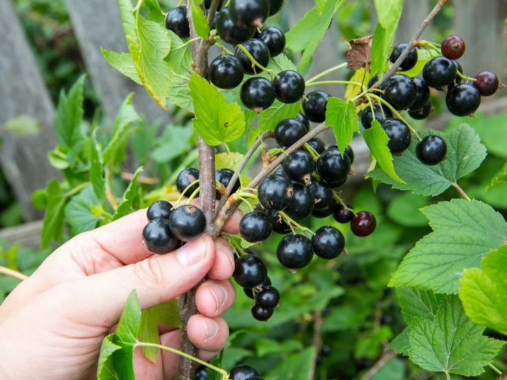 Black currant care