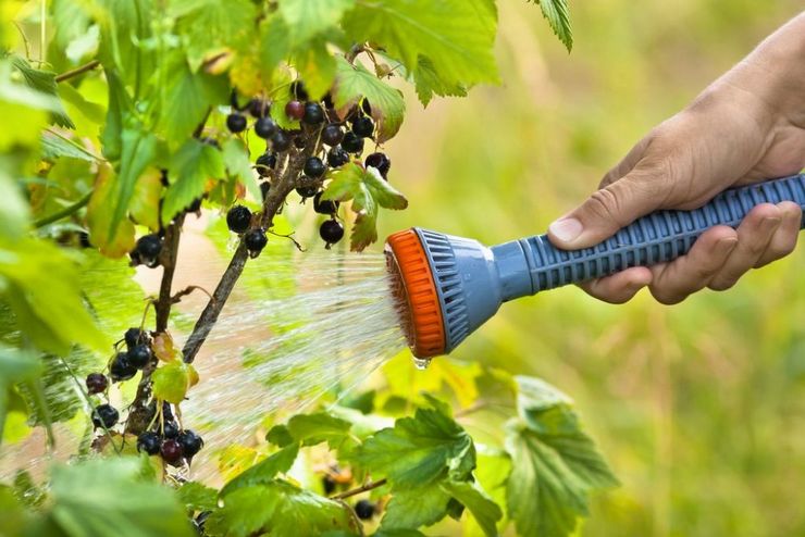 Watering black currant