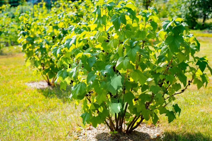 Description of black currant