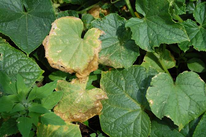 Защо листата от краставици пожълтяват: 6 причини