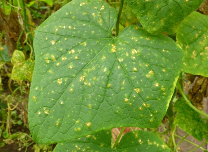 Гъбичната болест първо оставя петна по върховете, които наподобяват ръжда, след това сухи петна по листата