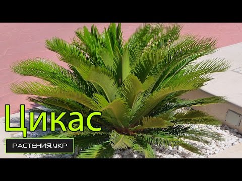 Cica's thuiszorg / Binnenpalm
