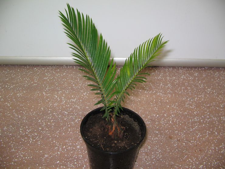 Cycas kweekmethoden