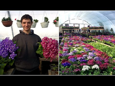 КИНЕРАРИЯ - ТАЙНИ НА РАСТЕНИЕТО ДО 8 МАРТ