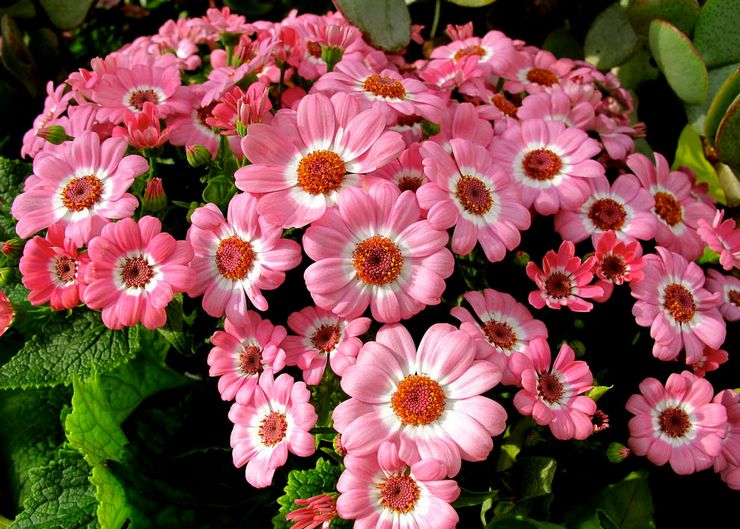 Хибрид на Cineraria
