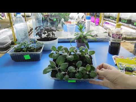 ������Cineraria Silver отглеждане на разсад от семена