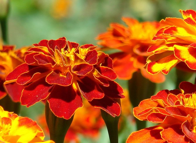 Marigolds perfectly protect strawberries from weevils