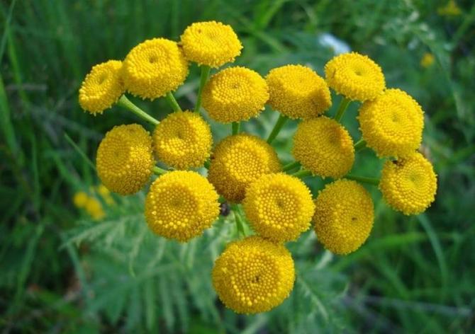 Insects hardly sit on tansy, mosquitoes and flies fly around it due to the essential oils contained in the flowers