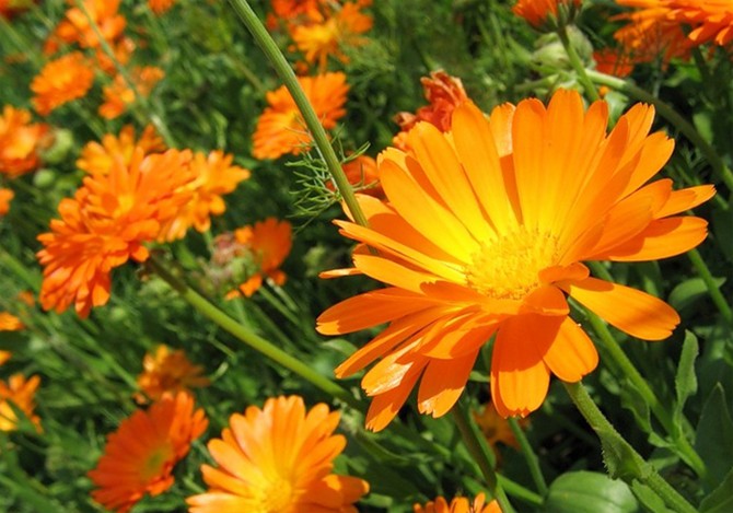 Planting calendula next to vegetables