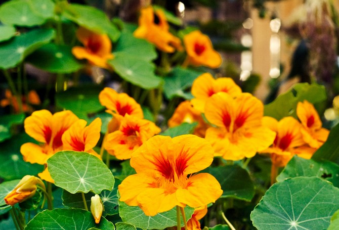 Nasturtium flowers not only have a pleasant aroma, but also fight against the reduction of garden pests