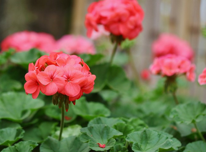 It is worth planting in the spring between berry and fruit crops, thereby the smell of geranium will scare away many pests
