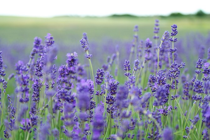 To keep wool and fur garments from moths, place dried stems or lavender flowers in the cupboard.