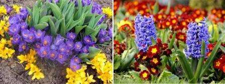 Probeer primula's te planten. Lelietje-van-dalen, tulpen, hyacinten, bossen - al deze bloemen zullen de hele lente een lust voor het oog zijn met aangename aroma's en heldere kleuren.