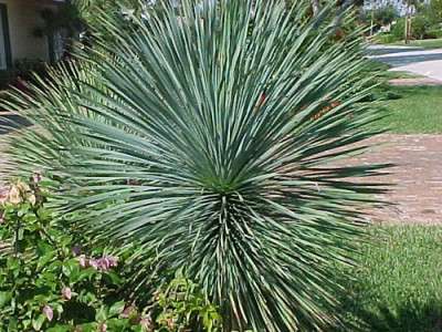 A Yucca szürke megkülönböztető jellemzője, hogy nincs szár. A levelek eléri a 65 centimétert. Színe szürke-zöld