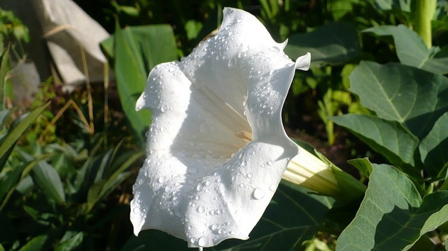 Datura to diabelskie zioło