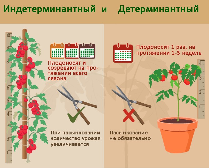 Különbségek a határozott és határozatlan paradicsom gondozásában