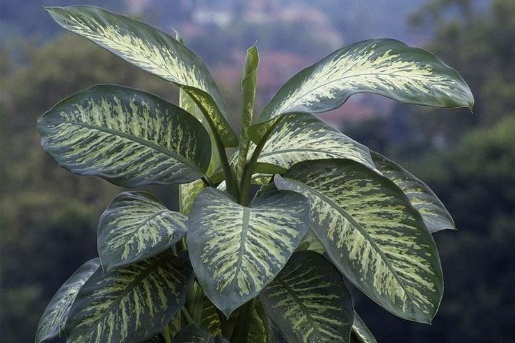 Dieffenbachia is schattig, of aangenaam