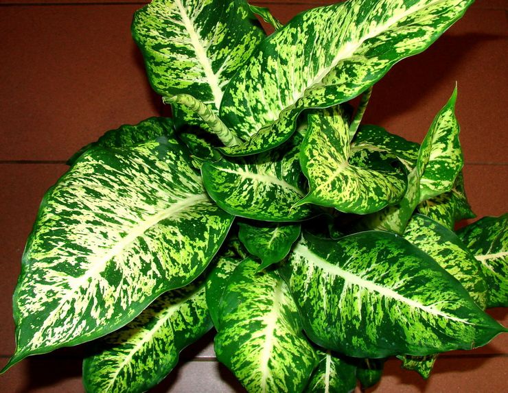 Dieffenbachia Prachtig