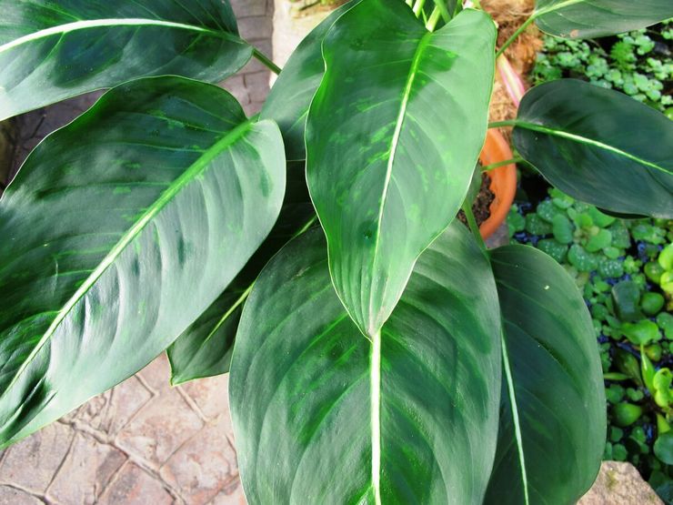 Dieffenbachia Grootbladig