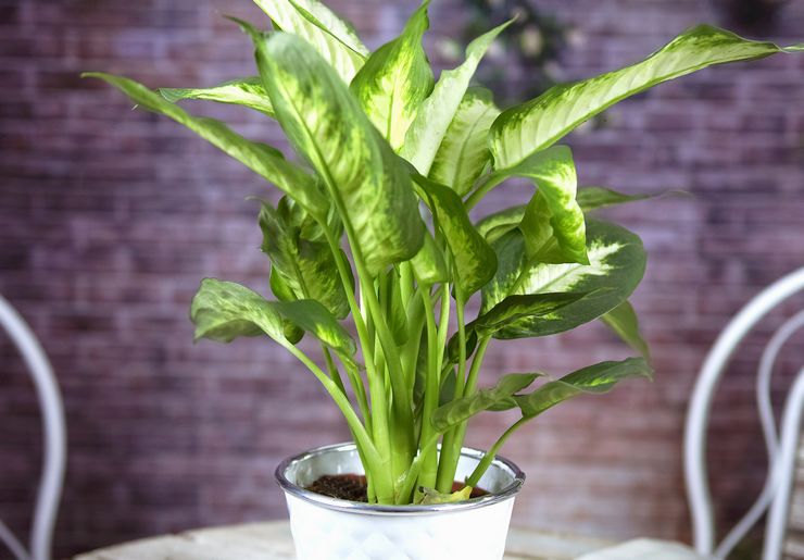 Dieffenbachia beschrijving